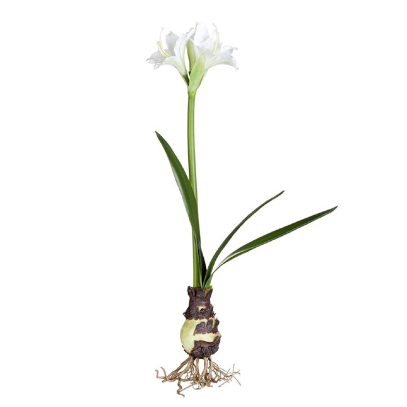 Kunstblume Amaryllis 55cm von Lene Bjerre auf