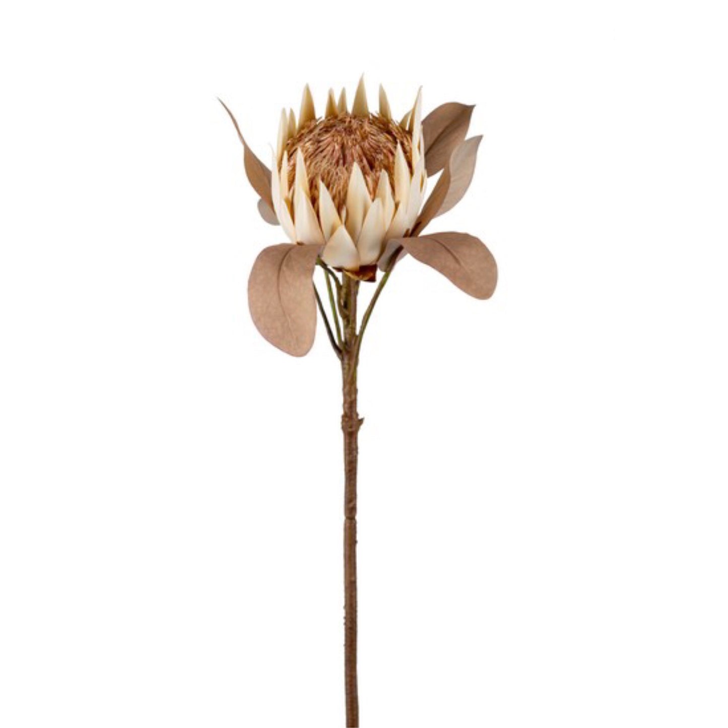 Kunstblume Protea sand/camel 68cm